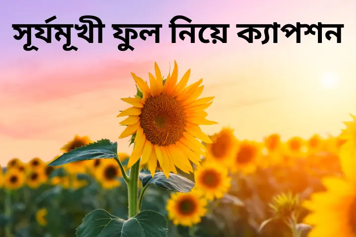 সূর্যমূখী ফুল নিয়ে ক্যাপশন